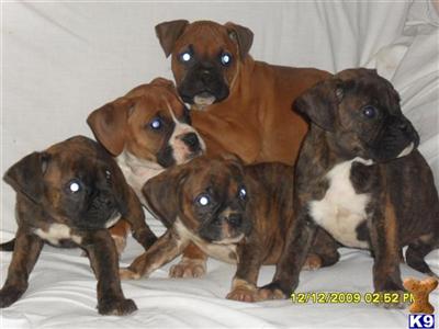 Puppies in Conway